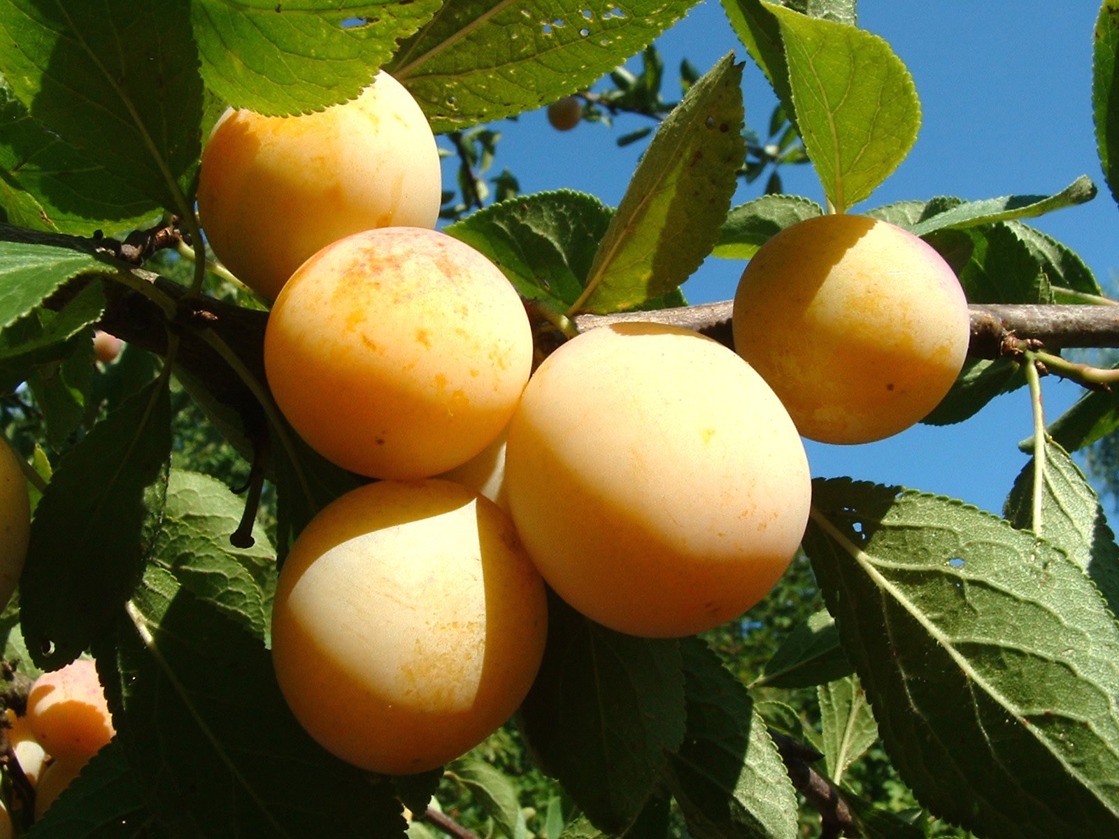 mirabelle plum